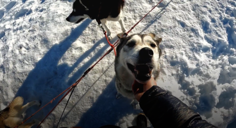 |VIDEO| «Sophie est de sortie» en chiens de traineau