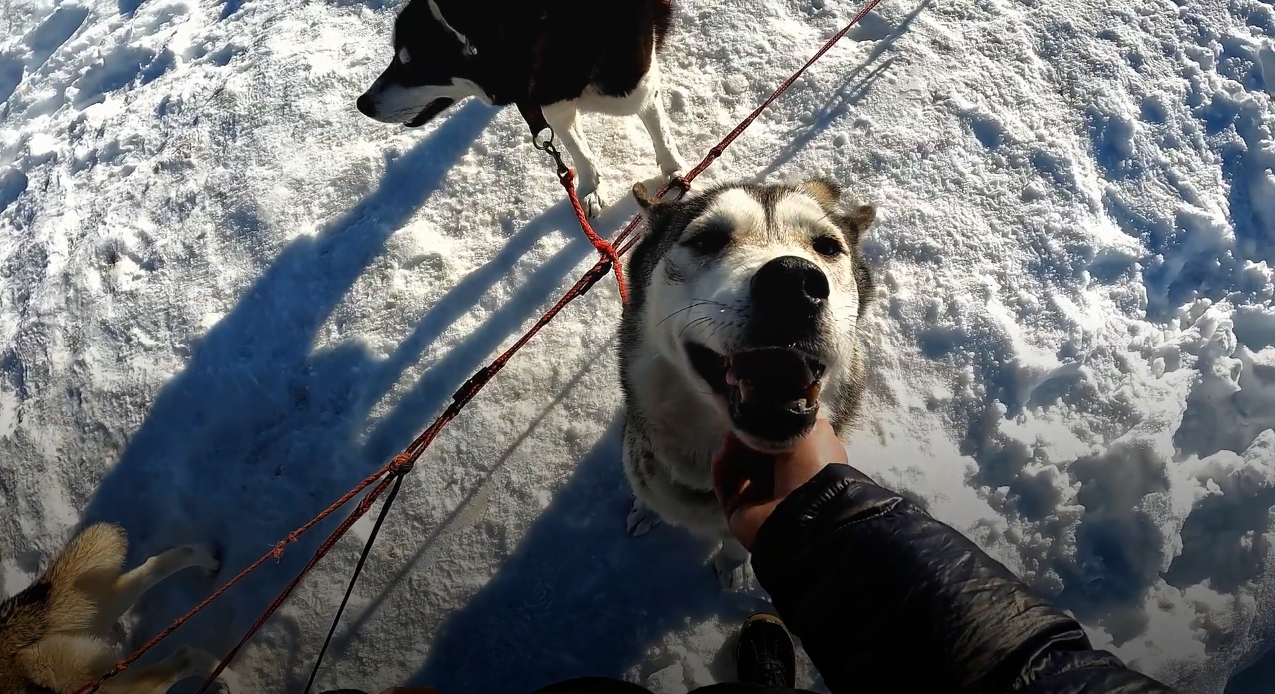 |VIDEO| «Sophie est de sortie» en chiens de traineau